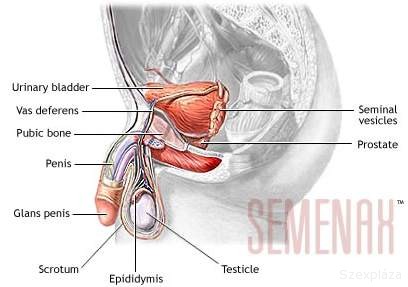 A sperma íze