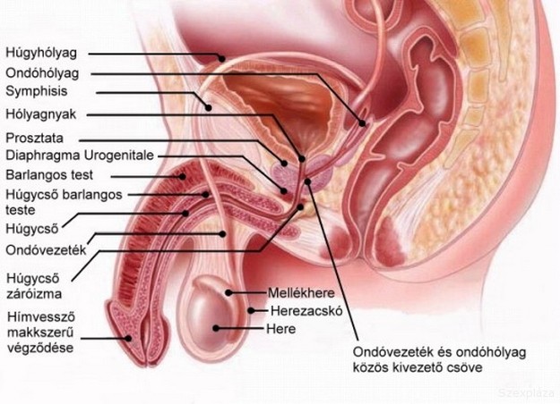 Mindent tudsz a heréidről?