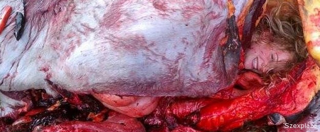 A lány meztelenül eggyé akart válni a lóval